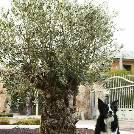 Bados Mare 올비아